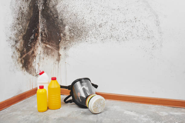 Home Mold Removal in Bristol, CT