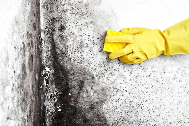 Crawl Space Mold Removal in Bristol, CT