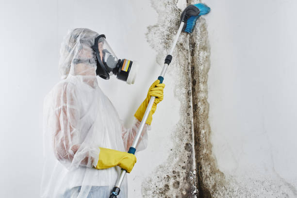 Best Mold Testing  in Bristol, CT