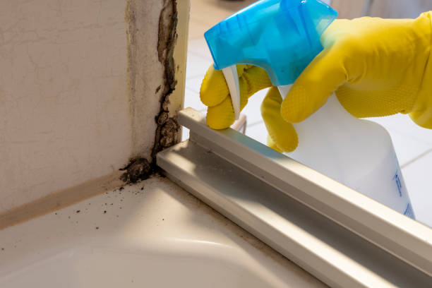 Best Crawl Space Mold Removal  in Bristol, CT