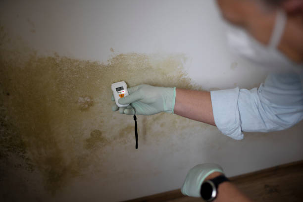 Best Attic Mold Removal  in Bristol, CT