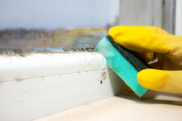 Best Fast Mold Removal  in Bristol, CT