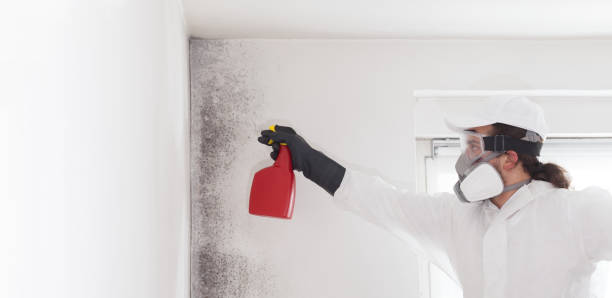 Best Commercial Mold Removal  in Bristol, CT