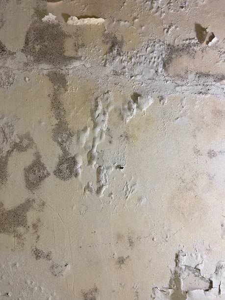Best Mold Testing  in Bristol, CT