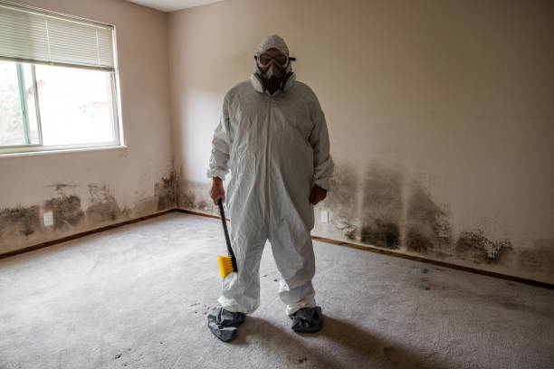 Best Toxic Mold Removal  in Bristol, CT