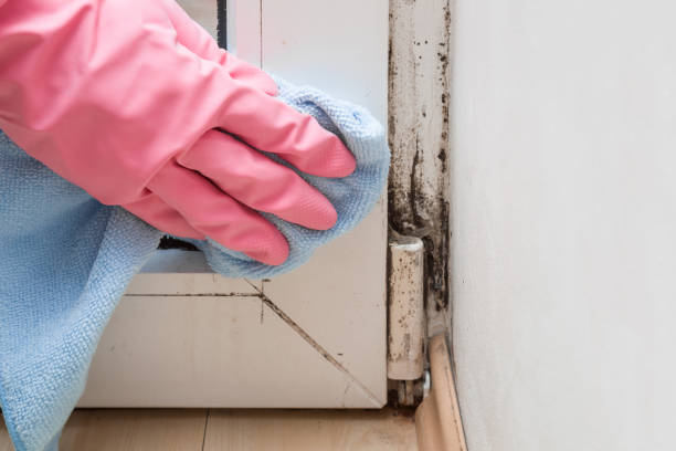 Best Mold Damage Repair  in Bristol, CT