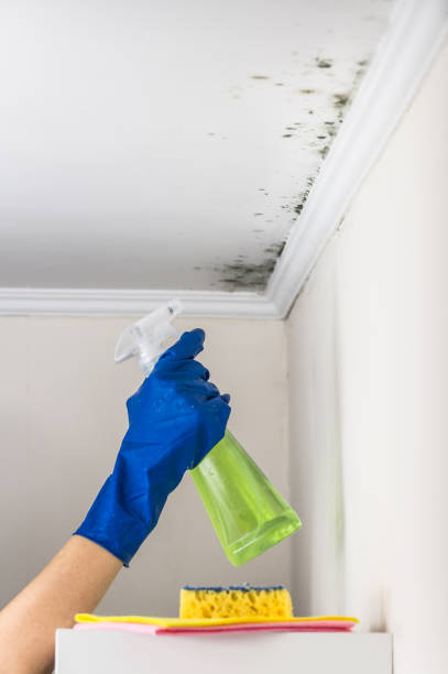Best Certified Mold Removal  in Bristol, CT