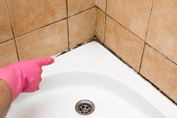 Best Mold Removal Company Near Me  in Bristol, CT